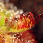 Drosera admirabilis