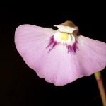 Utricularia uniflora