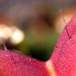 Cils sensitifs de Dionaea