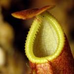 Nepenthes diatas