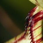 Nepenthes rafflesiana f. gigantea