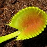 Dionaea 'Cupped Trap'