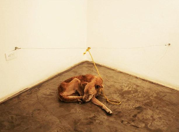 chien vivant dans une exposition