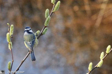 Mesange_bleue_33