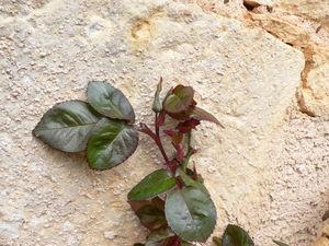 Promenade de santé paupiettes_006