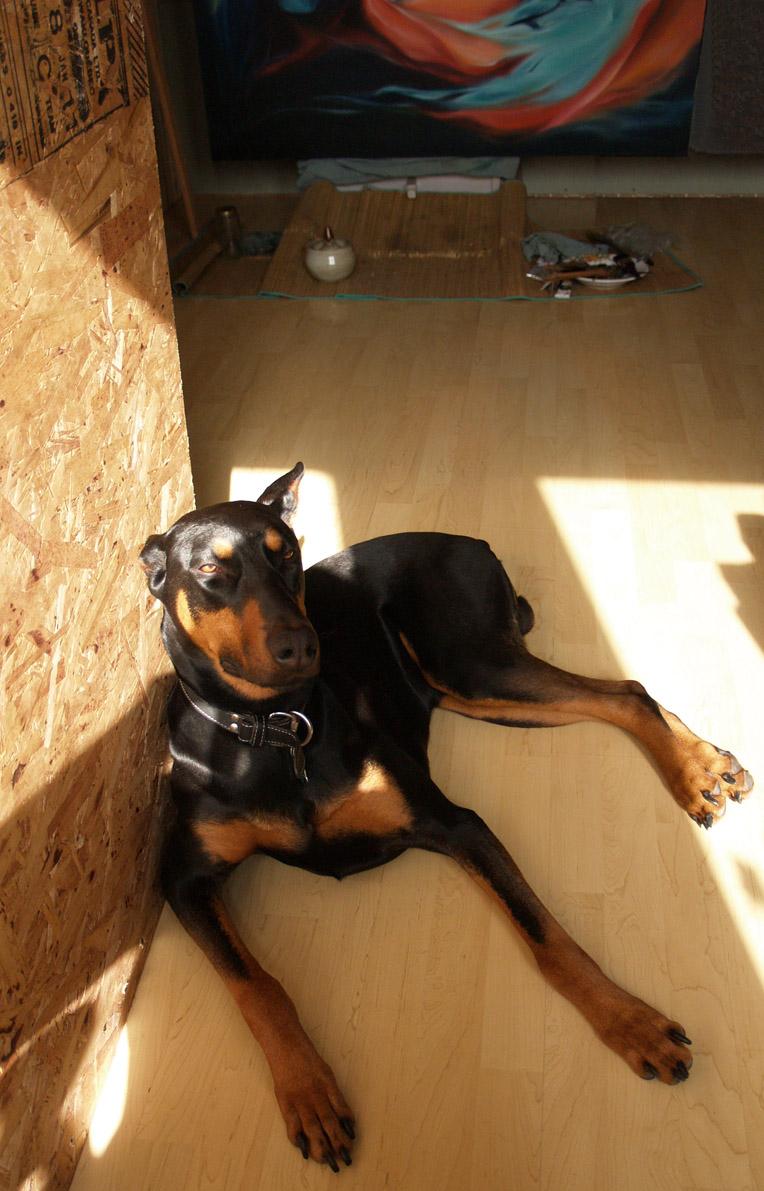 Doberma, chien gardien d'atelier