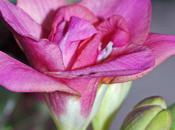 Couleurs printanières...