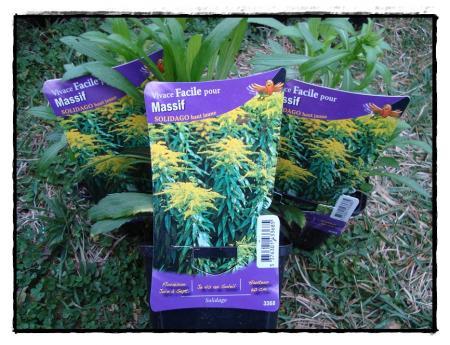 Nouvelles fleurs pour l'entrée de garage, mars 2011