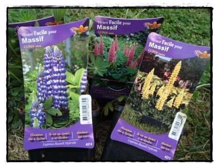 Nouvelles fleurs pour l'entrée de garage, mars 2011