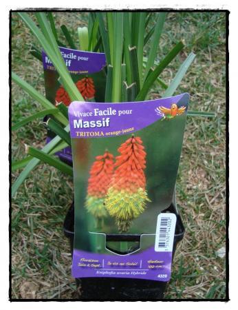 Nouvelles fleurs pour l'entrée de garage, mars 2011