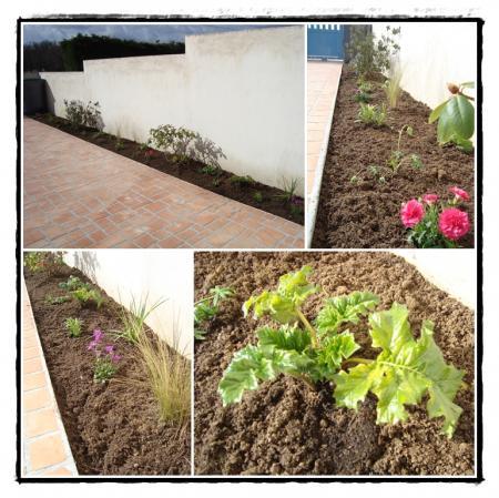 Nouvelles fleurs pour l'entrée de garage, mars 2011