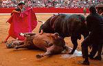 Strasbourg contre corrida