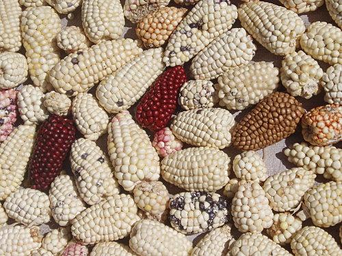 puno - lac iles taquile5