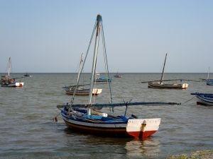 Trafic de pousse-pieds en Bretagne !