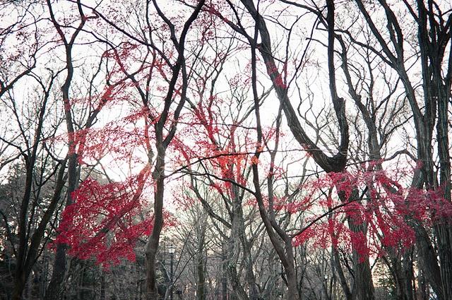 Un geste pour le peuple japonais