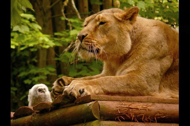 Ce nouveau né hibou observe avec grande attention cette lionne en pleine séance de repos dans le zoo de Paignton, dans le sud de l’Angleterre.