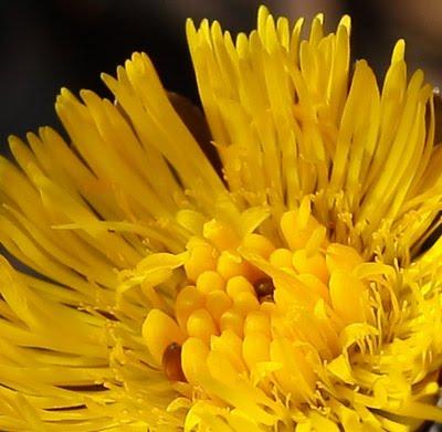 Avec des fleurs mais pas encore de feuilles