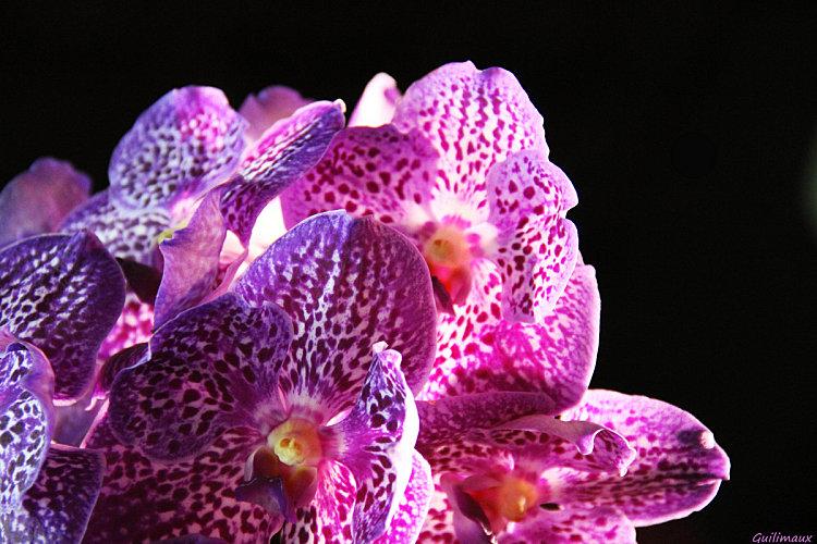 Orchidee-2.jpg