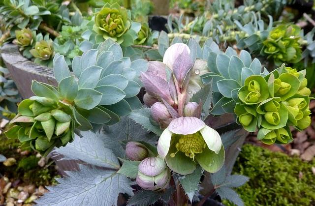 Petite nouveauté au jardin d'Oscar, un hellébore Argutifo...