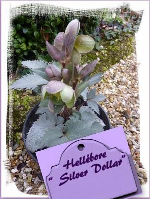 Petite nouveauté au jardin d'Oscar, un hellébore Argutifo...