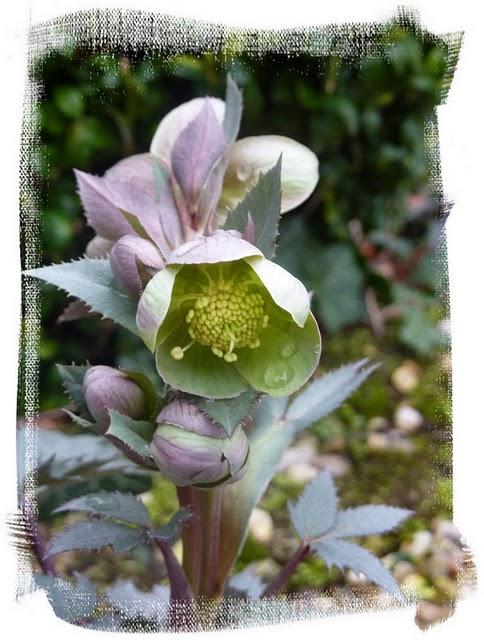 Petite nouveauté au jardin d'Oscar, un hellébore Argutifo...