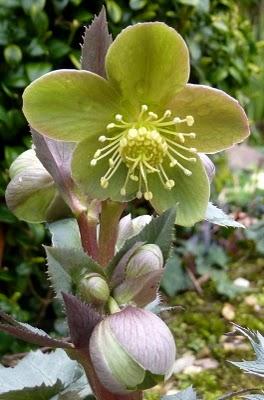 Petite nouveauté au jardin d'Oscar, un hellébore Argutifo...