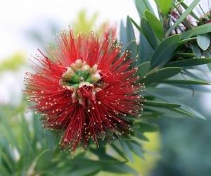 Les abeilles en grand danger !