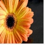 Services à la personne: salon 2011 à Lille