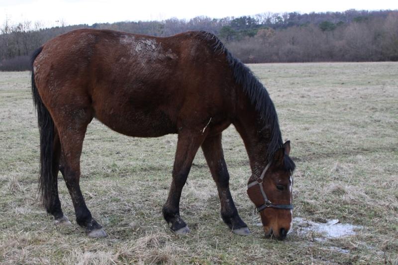 ventes aux enchères pour Harium et Fakir