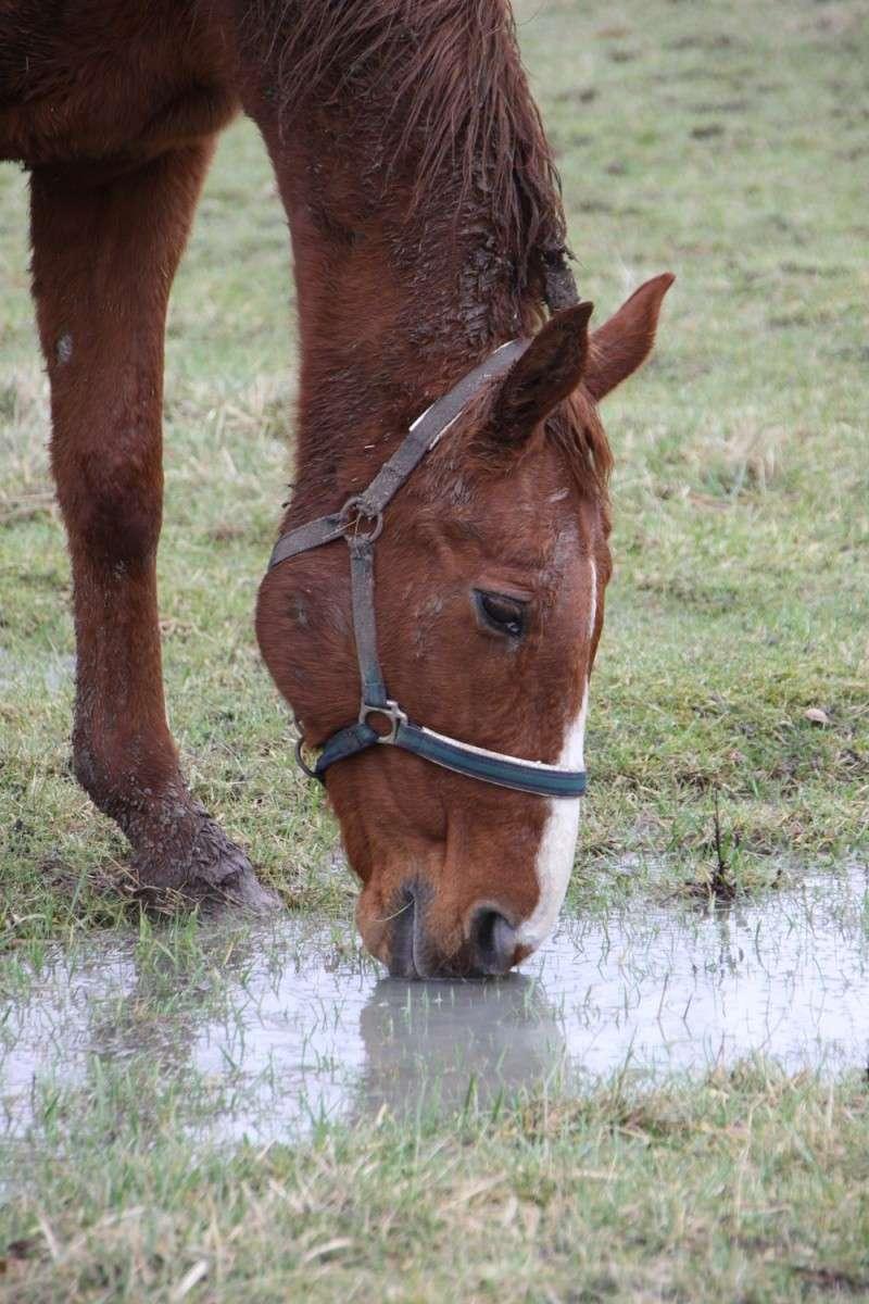 ventes aux enchères pour Harium et Fakir