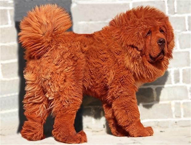 £1m red Tibetan mastiff puppy