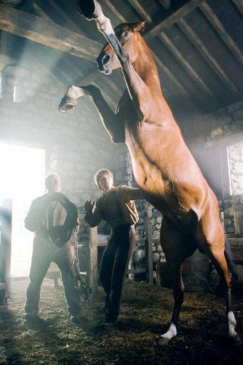 War Horse ... Les premières photos du prochain fillm de Steven Spielberg