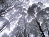 Quand forêt s’éveille (Patrick Joquel)