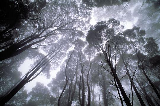 Quand la forêt s’éveille (Patrick Joquel)