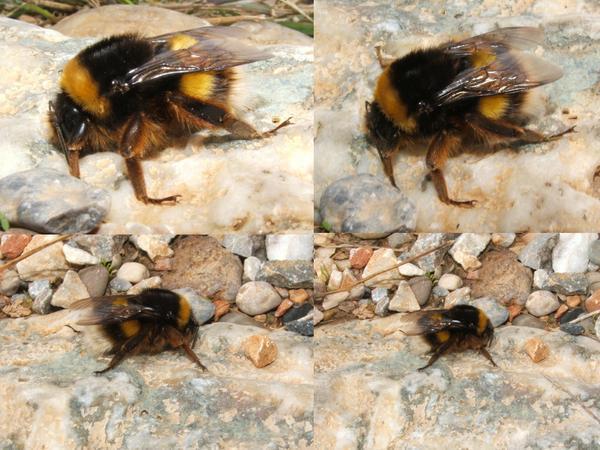 L’insecte bascule le silence (Eric Poulet)