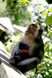 Droits des chimpanzés de laboratoires !