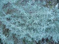 citation,écriture,société,surréalisme