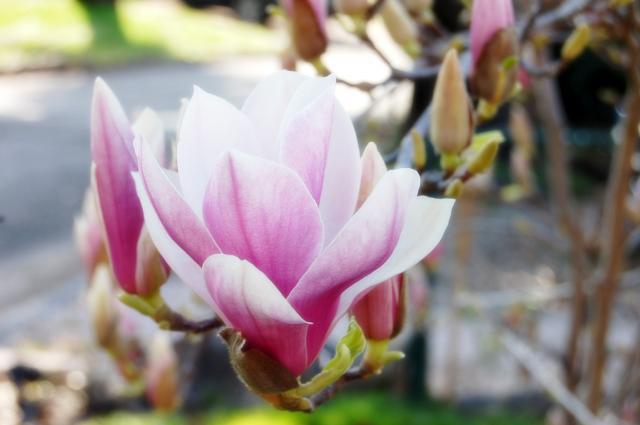 Photo projet 11/52: Printemps