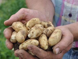 Pom pom Padour, c’est l’heure de la patate