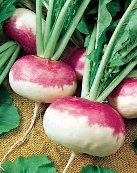 La redécouverte du navet