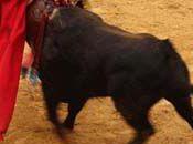 Fallas valence bons toros fuente ymbro