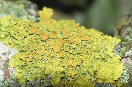 Mousses et lichens (Chantal Viart)