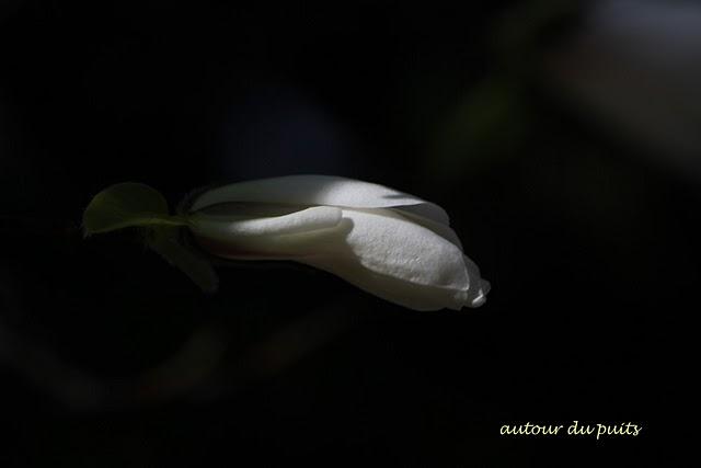 ODILE AVAIT LA SOLUTION