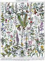 Pour la défense des plantes médicinales