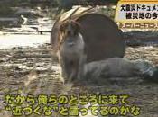 Japon: chien parmi décombres refuse d'abandonner "ami" blessé