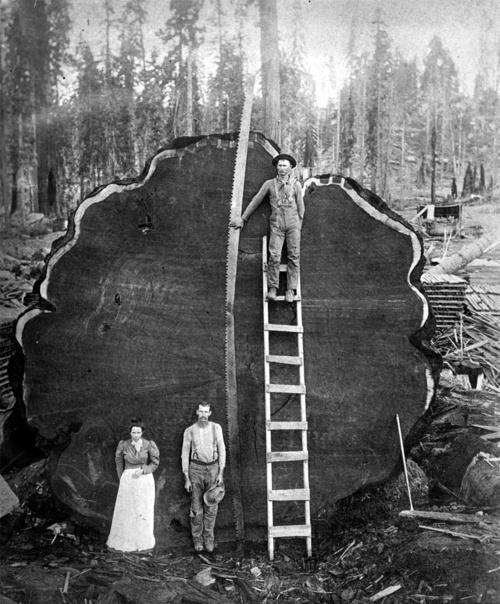 a-giant-sequoia-log-sequoia-national-park.jpeg
