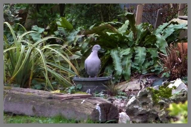 Première fleur de l'année pour mon camélia ( Donation, Ma...