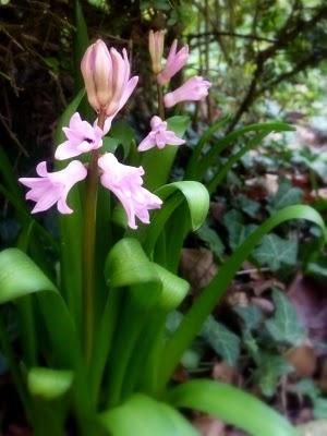 Première fleur de l'année pour mon camélia ( Donation, Ma...