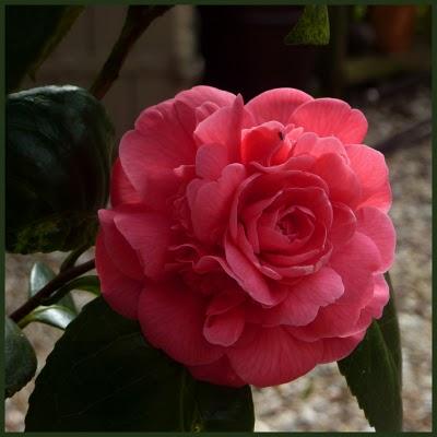 Première fleur de l'année pour mon camélia ( Donation, Ma...