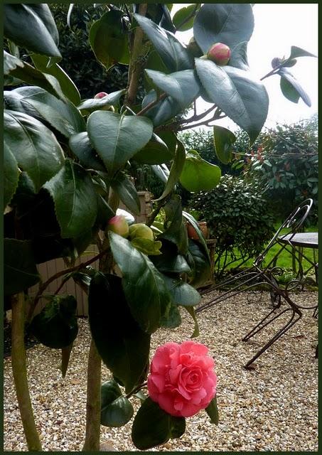 Première fleur de l'année pour mon camélia ( Donation, Ma...